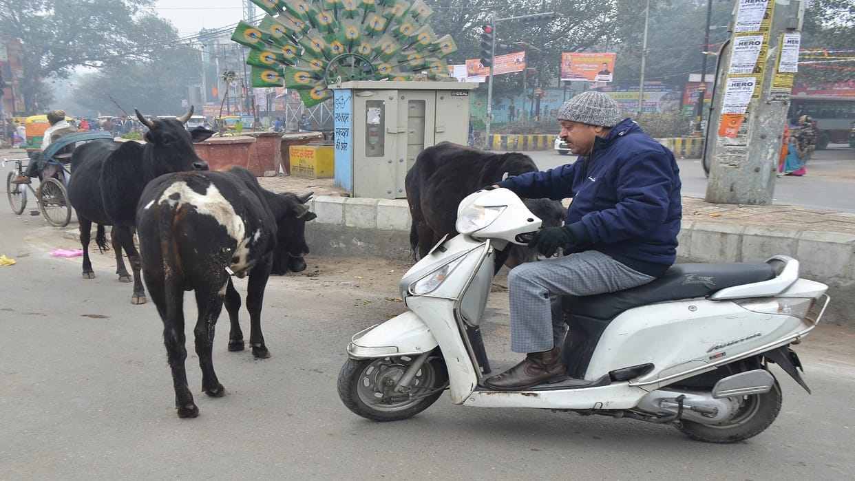 Police will take action by giving notice if the animal is left in Bareilly