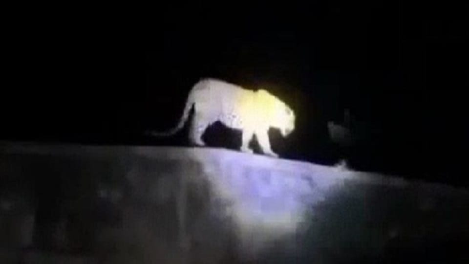Leopard in etah villagers were frightened after hearing the roar