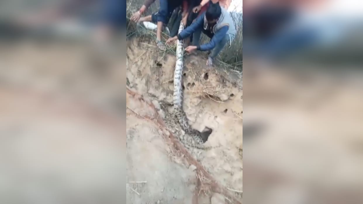 Villagers pulled out the python that had entered the hole