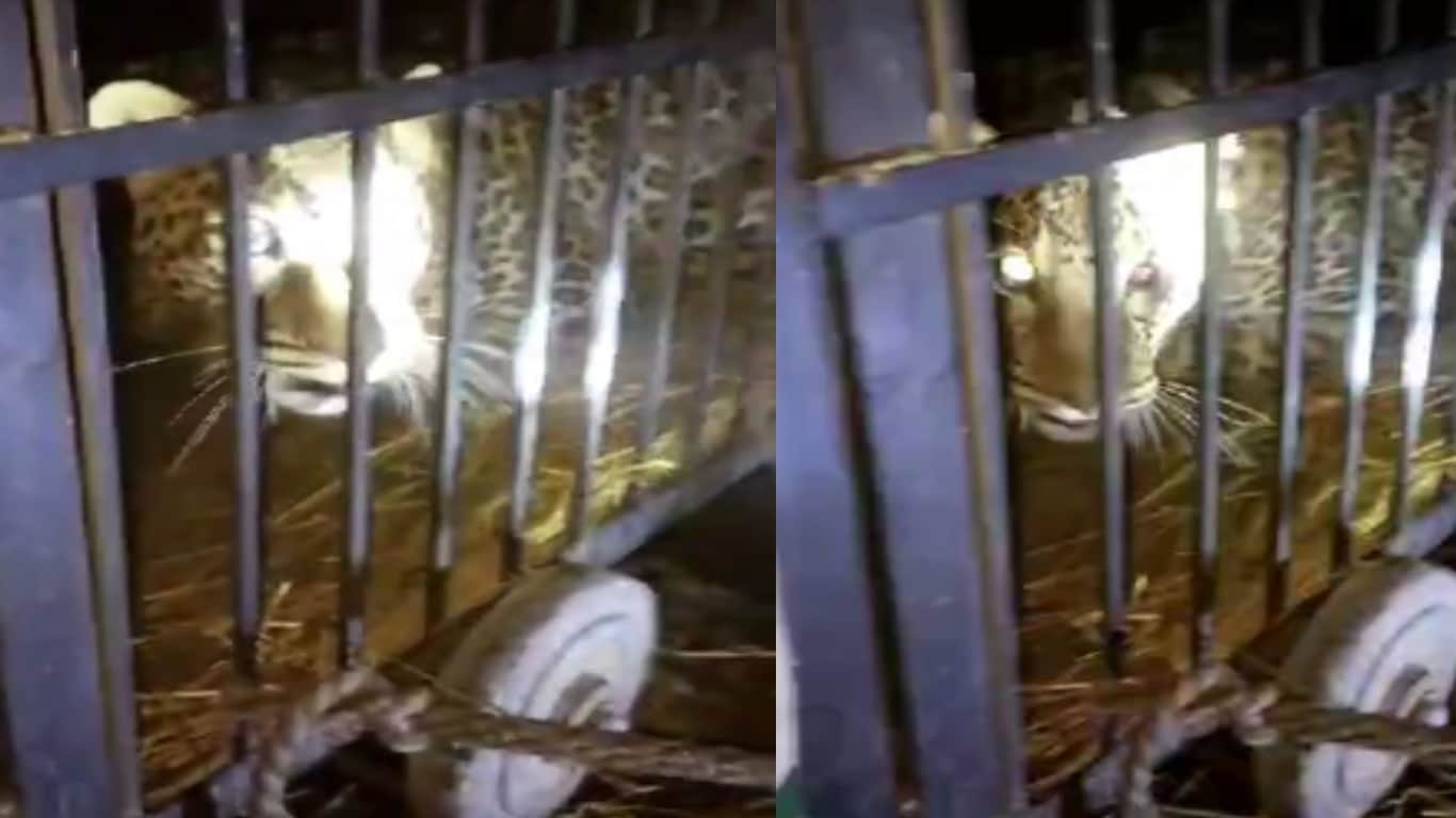 Leopard trapped in net of poachers in Baghpat, see pictures