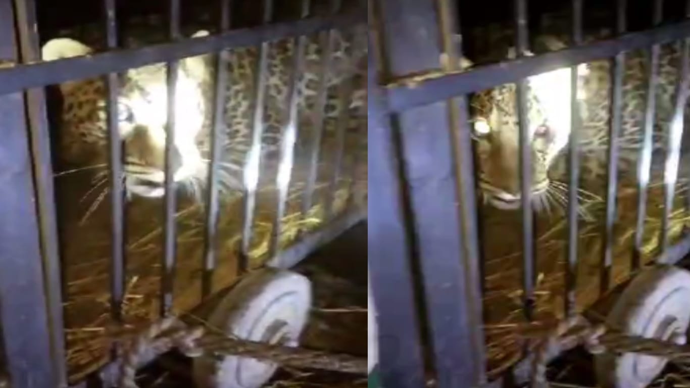 Leopard trapped in net of poachers in Baghpat, see pictures