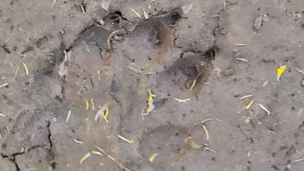 Narnaul: Information about tiger coming to Khundroth village