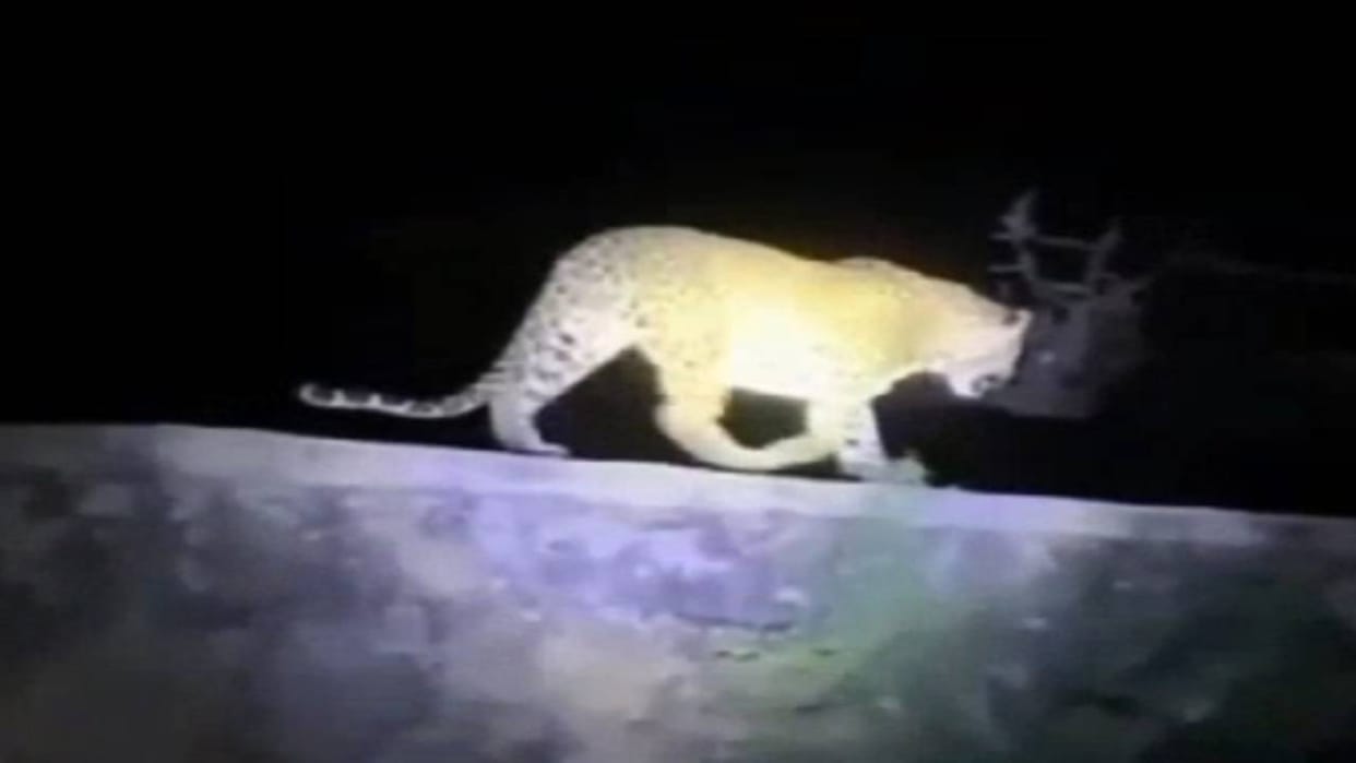 atmosphere of panic among villagers due to sound of leopard in village of Etah
