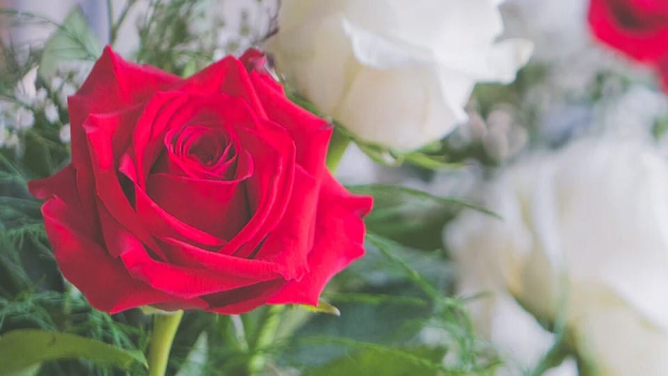 Rose Exhibition Indore 2024 of three thousand varieties of roses