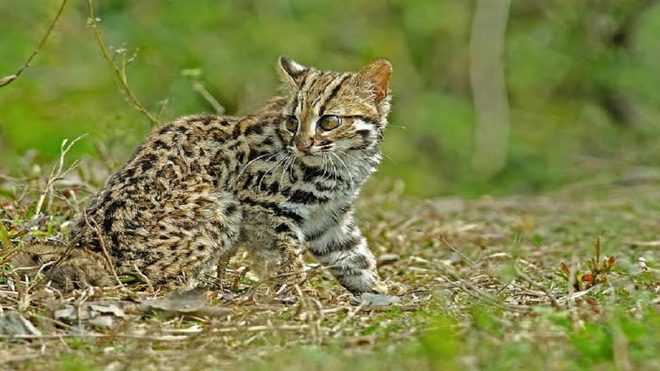 Uttarakhand News: body of leopard cat found in Mussoorie