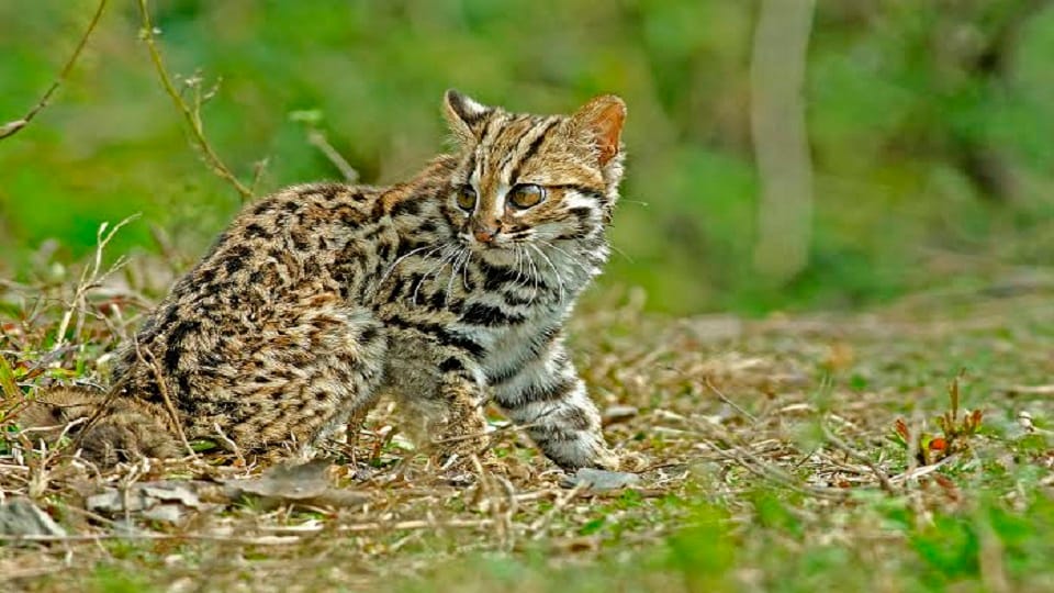 Uttarakhand News: body of leopard cat found in Mussoorie
