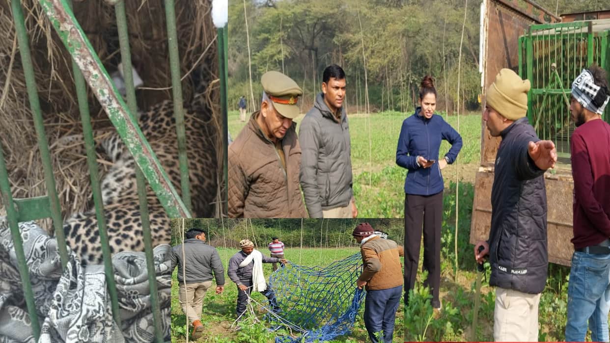 Leopard trapped in net of poachers in Baghpat, see pictures