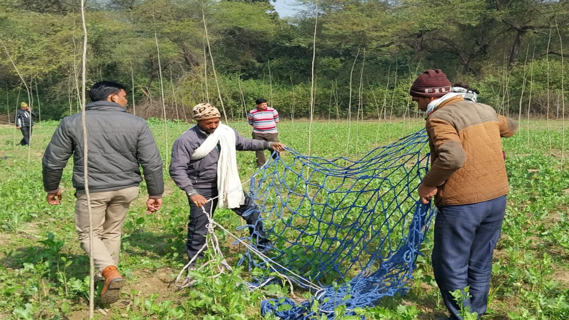 Leopard trapped in net of poachers in Baghpat, see pictures