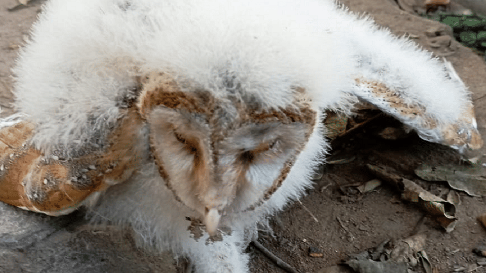 Crowd of villagers gathered to see the white owl