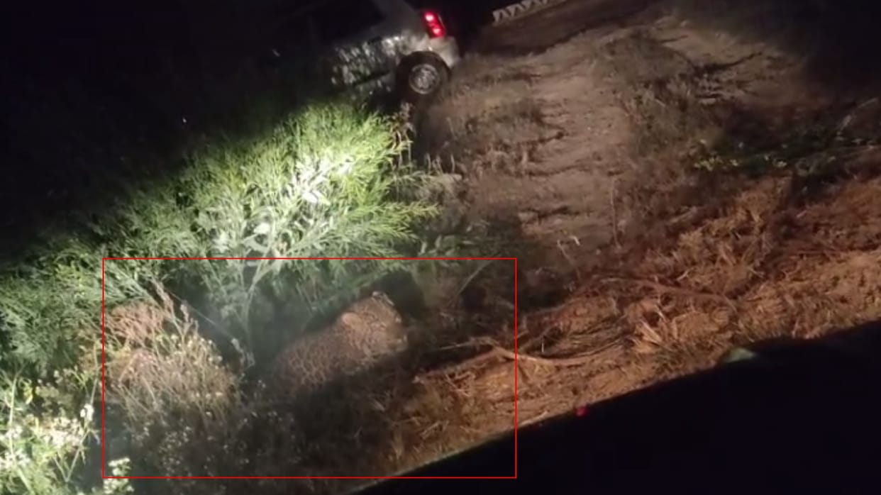 Shamli: Leopard trapped in the cage of forest department, was active in the area for many days