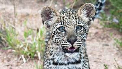 Uttarakhand News: body of leopard cub found in Mussoorie