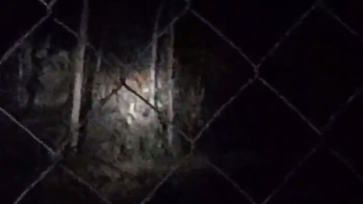 Sitapur: भाजपा नेता के फार्म हाउस पर दिखा बाघ, मचा हड़कंप, वीडियो साझा कर दी जानकारी