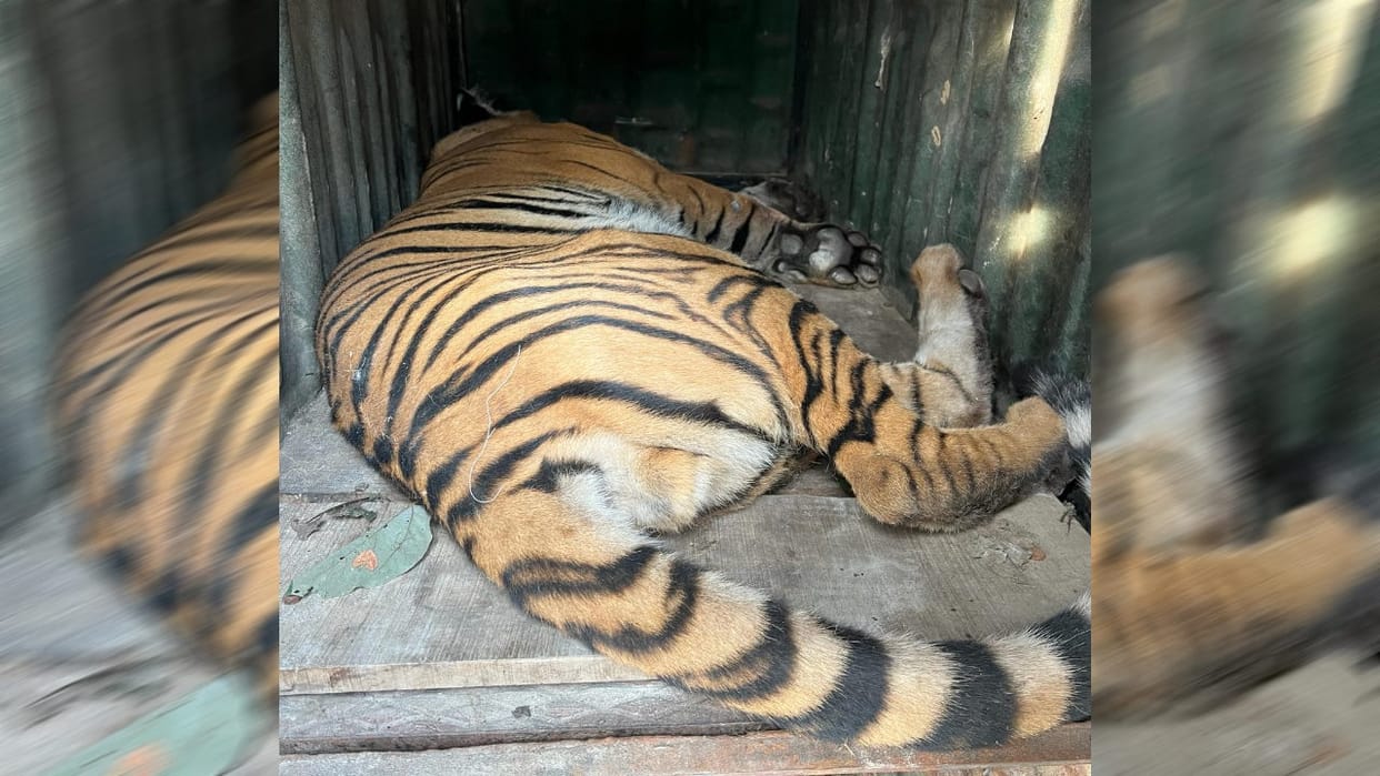 Tiger caught in Ramnagar had killed a villager two days ago Uttarakhand news in hindi