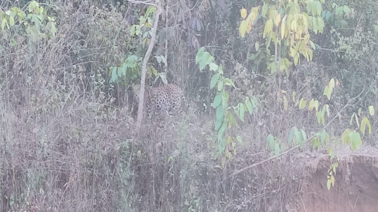 Bijapur News: Leopard seen under Mahadev Ghat of Bijapur, people in panic