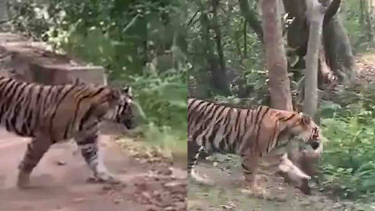 Tourists thrilled by giving baby tigress in Umaria Bandhavgarh Tiger Reserve