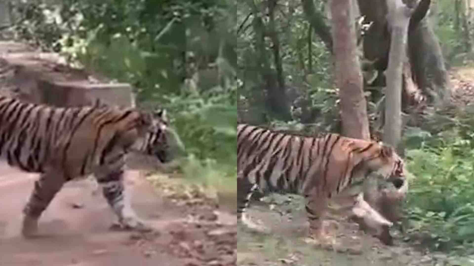 सड़क पार करती नन्हीं बाघिन।