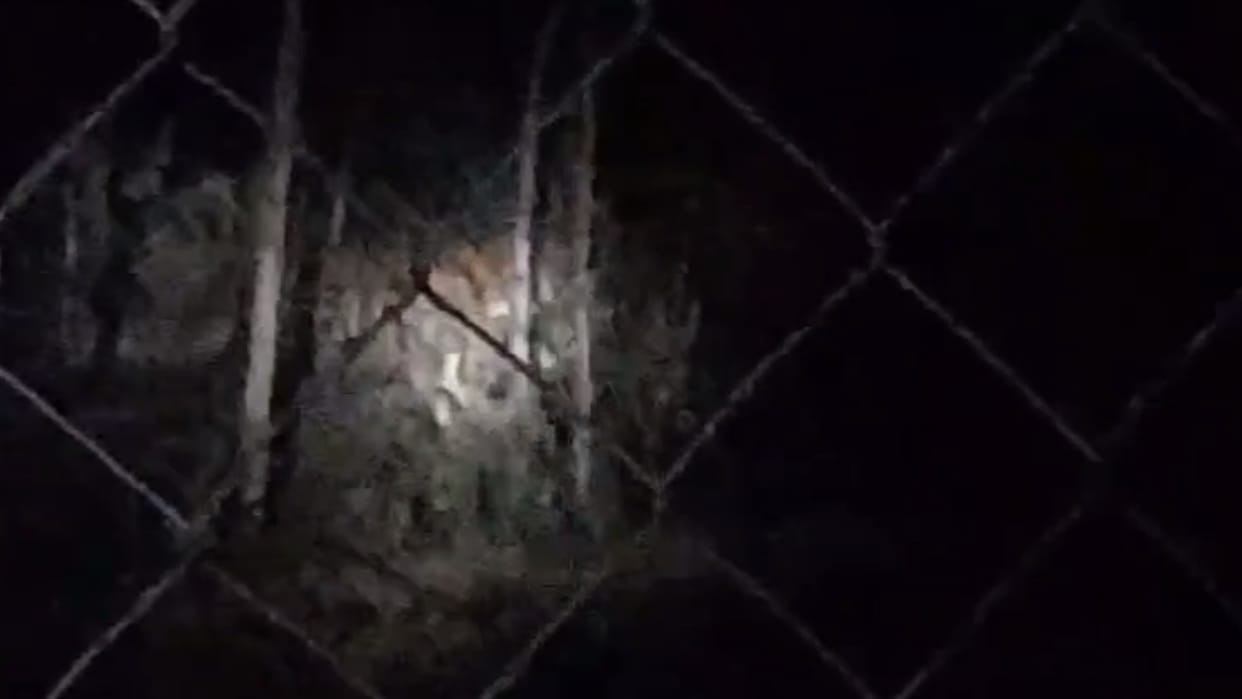 Tiger in BJP leader's farm house in Sitapur.