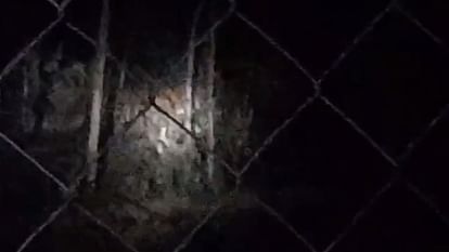Sitapur: भाजपा नेता के फार्म हाउस पर दिखा बाघ, मचा हड़कंप, वीडियो साझा कर दी जानकारी Tiger in BJP leader's farm house in Sitapur.