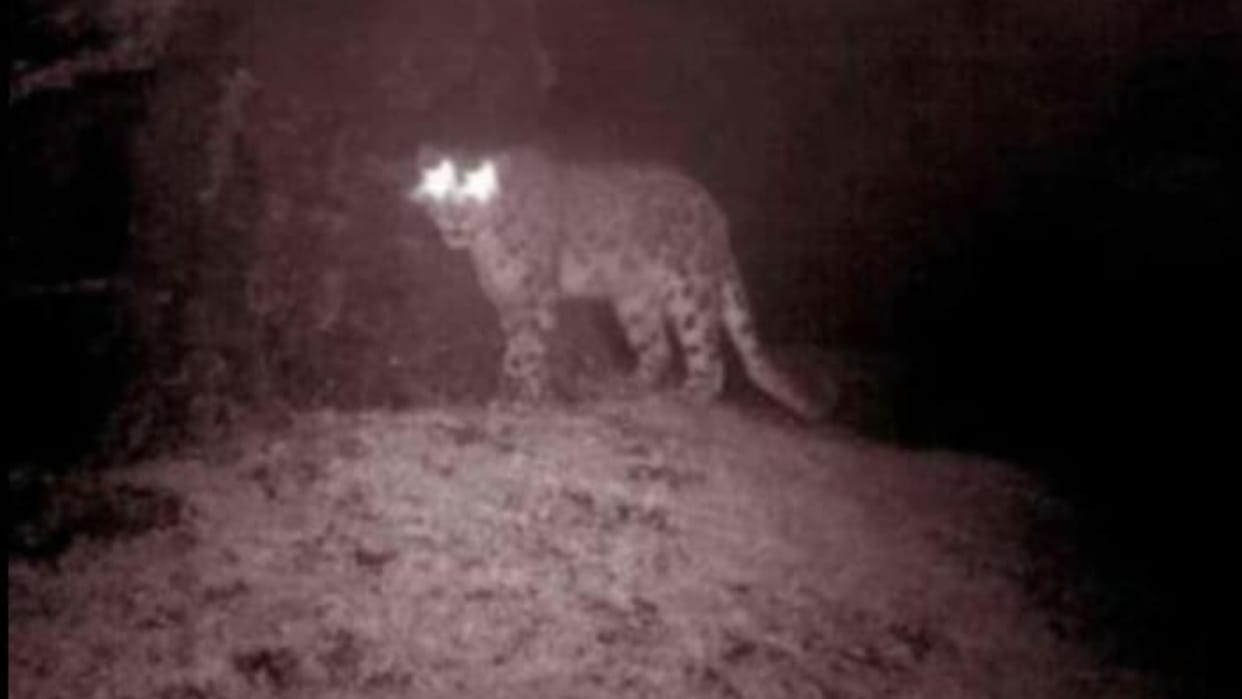 Jhajjar: Video of leopard presence in Jhadli Mohanbari goes viral on social media