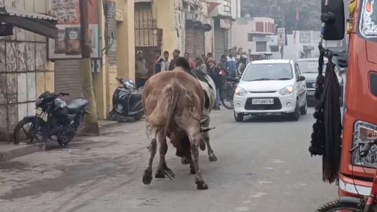 bull fighting on the road video in Bareilly
