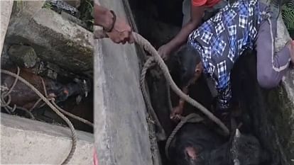 Korba: 11 फीट गड्ढे में गिरा विशालकाय सांड, घंटों चला रेस्क्यू; JCB की मदद से निकाला बाहर Giant bull fell into the pit for water supply in Korba