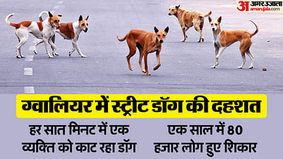 MP News 80 thousand people became victims of street dog bites in one year in Gwalior