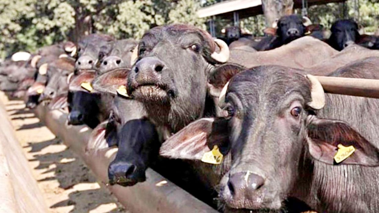Anuppur News Five buffaloes died due to electric shock live wire was laid for wild animals