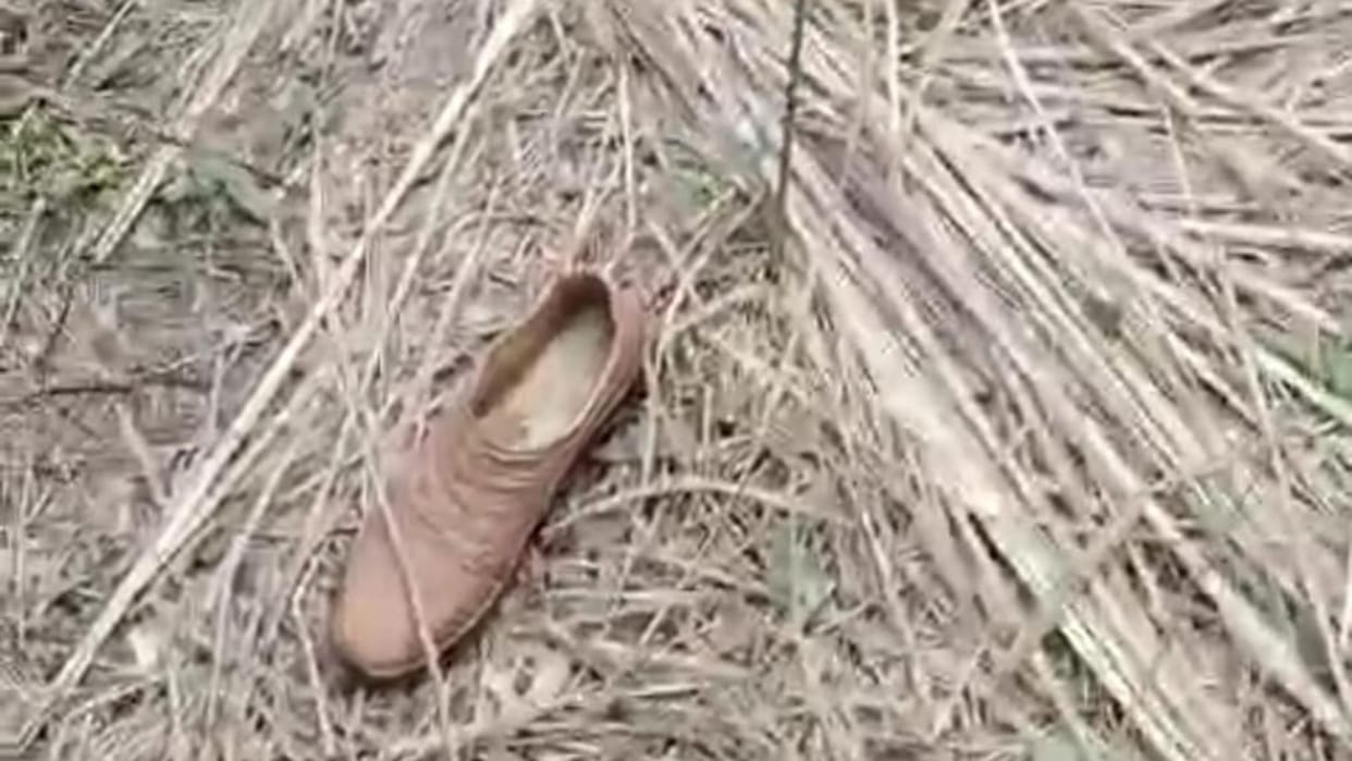 Tiger attacked workers who was cleaning in the forest in Pilibhit