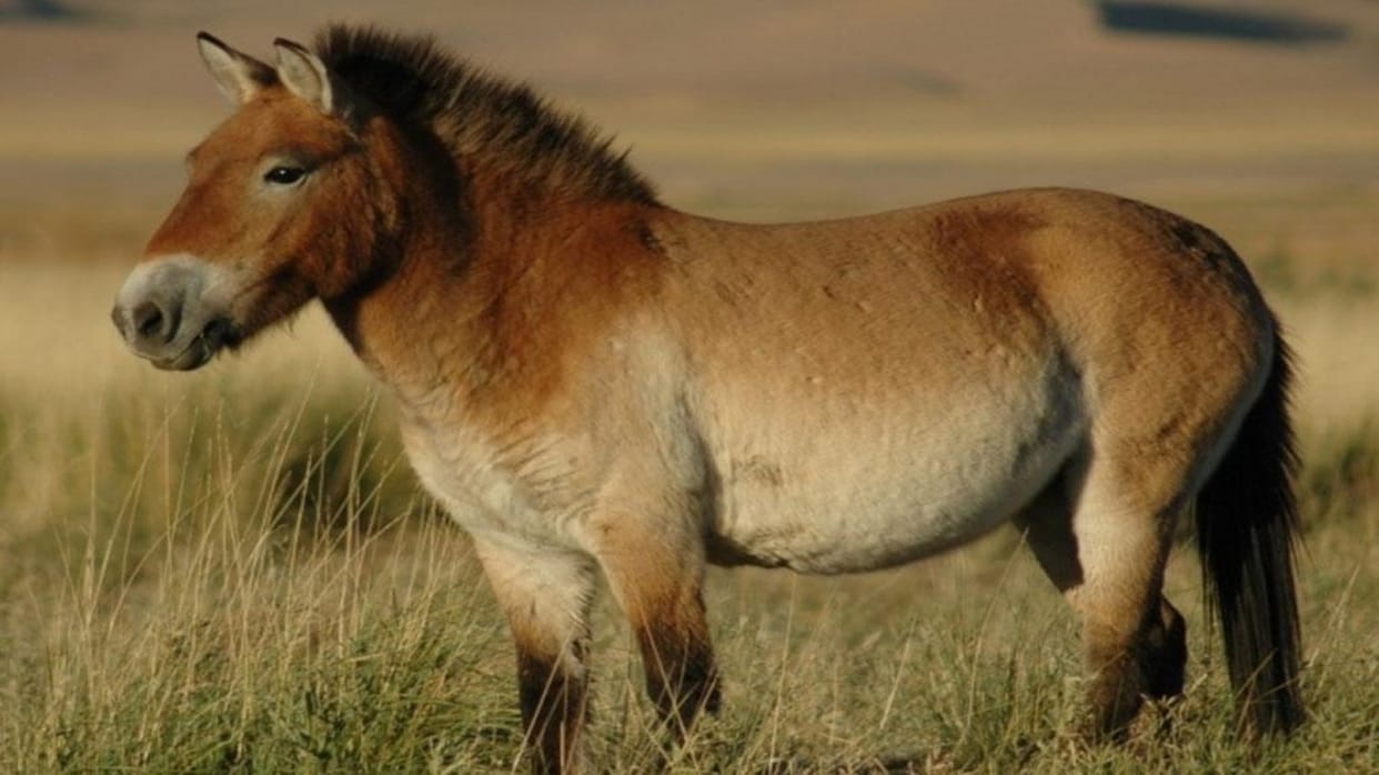Study Reason for shrinking of Alaskan horses Cryptodiran turtles found