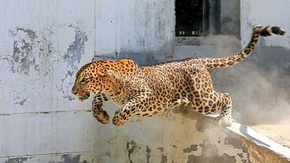 leopard attack in indore news