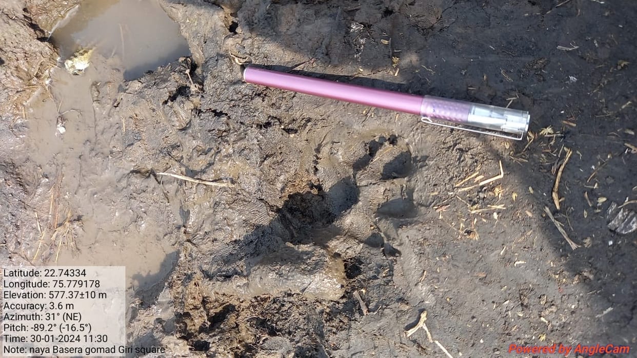 Indore News: Leopard attacked the cow, forest department is getting only foot prints, failed to catch the leop