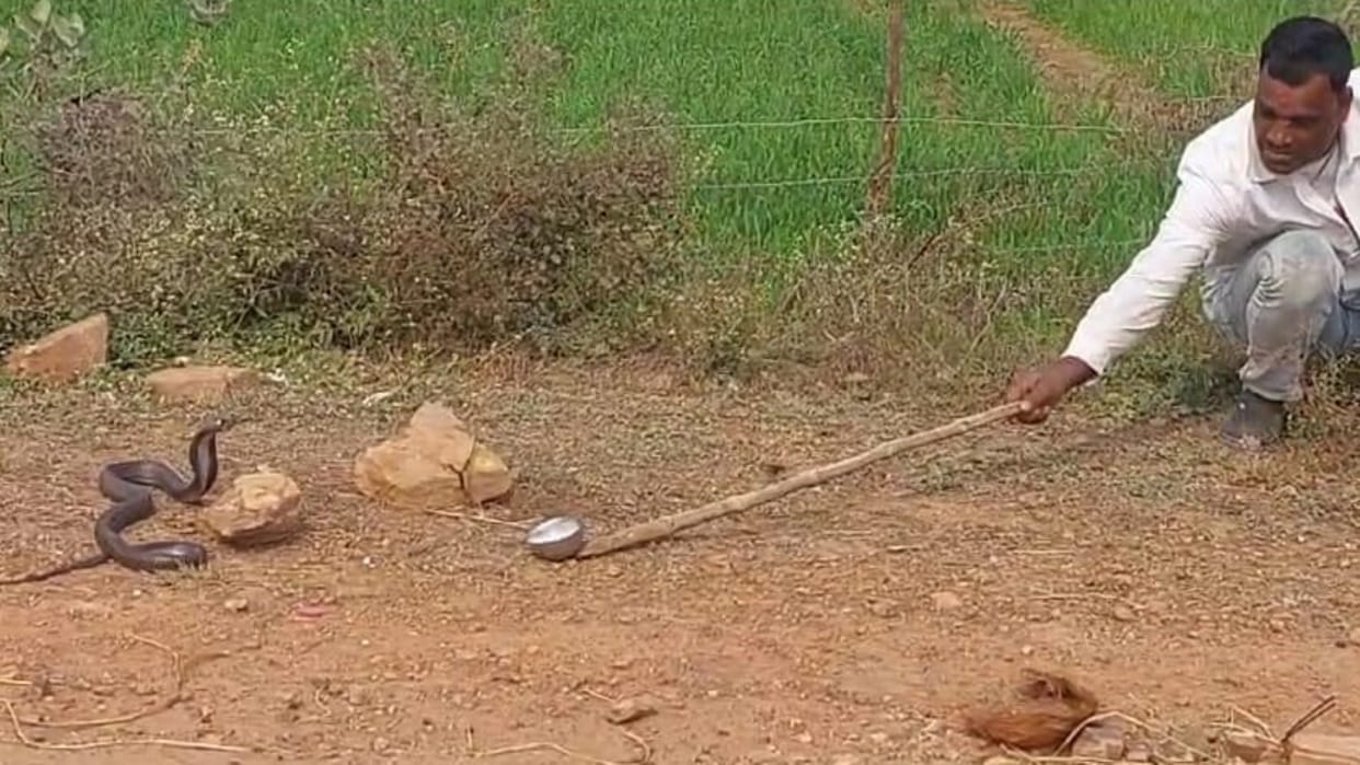 Damoh News Cobra snake sitting with its hood spread on middle of road in Madankheda