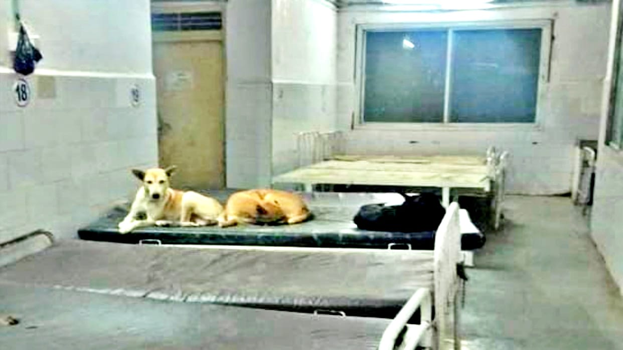 MP News Picture of dogs sitting on bed in Maihar Civil Hospital goes viral