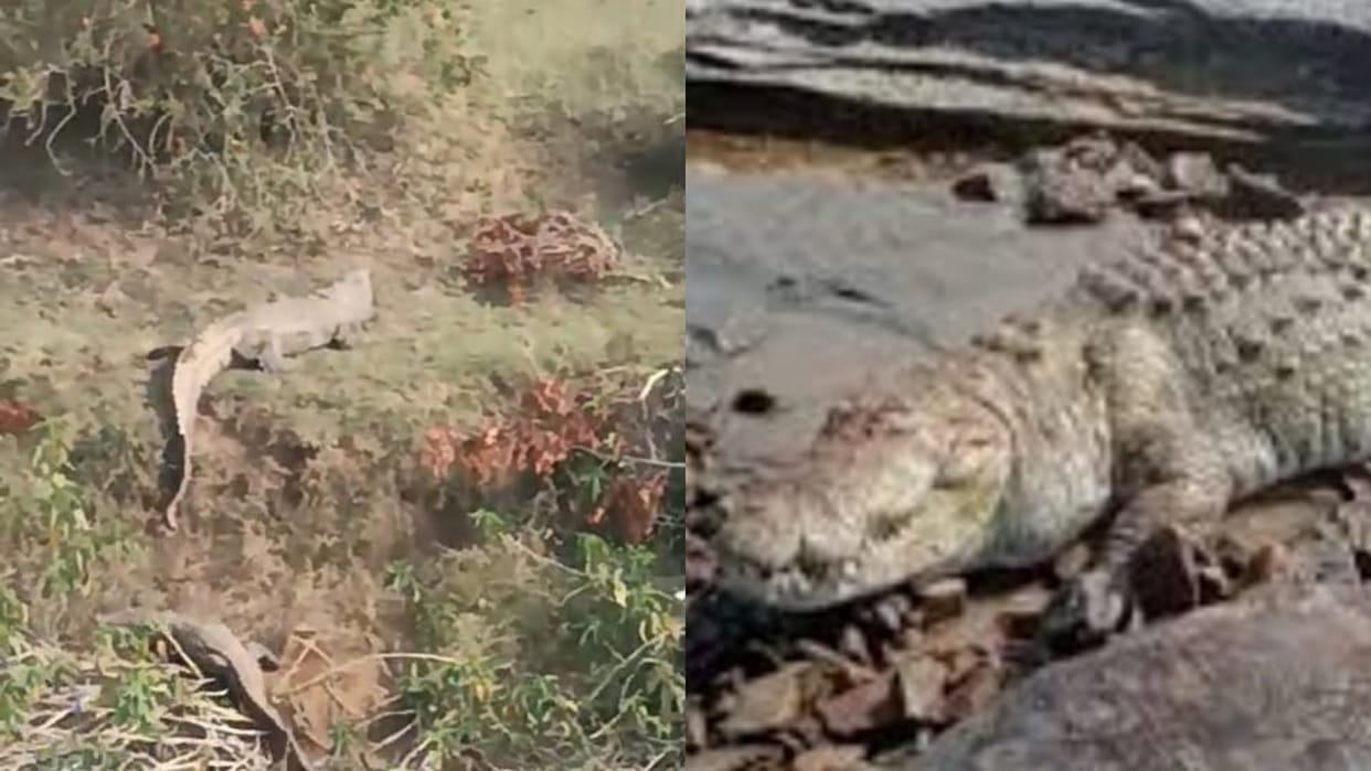 Damoh News Family of crocodile seen in field on river bank in Taradehi