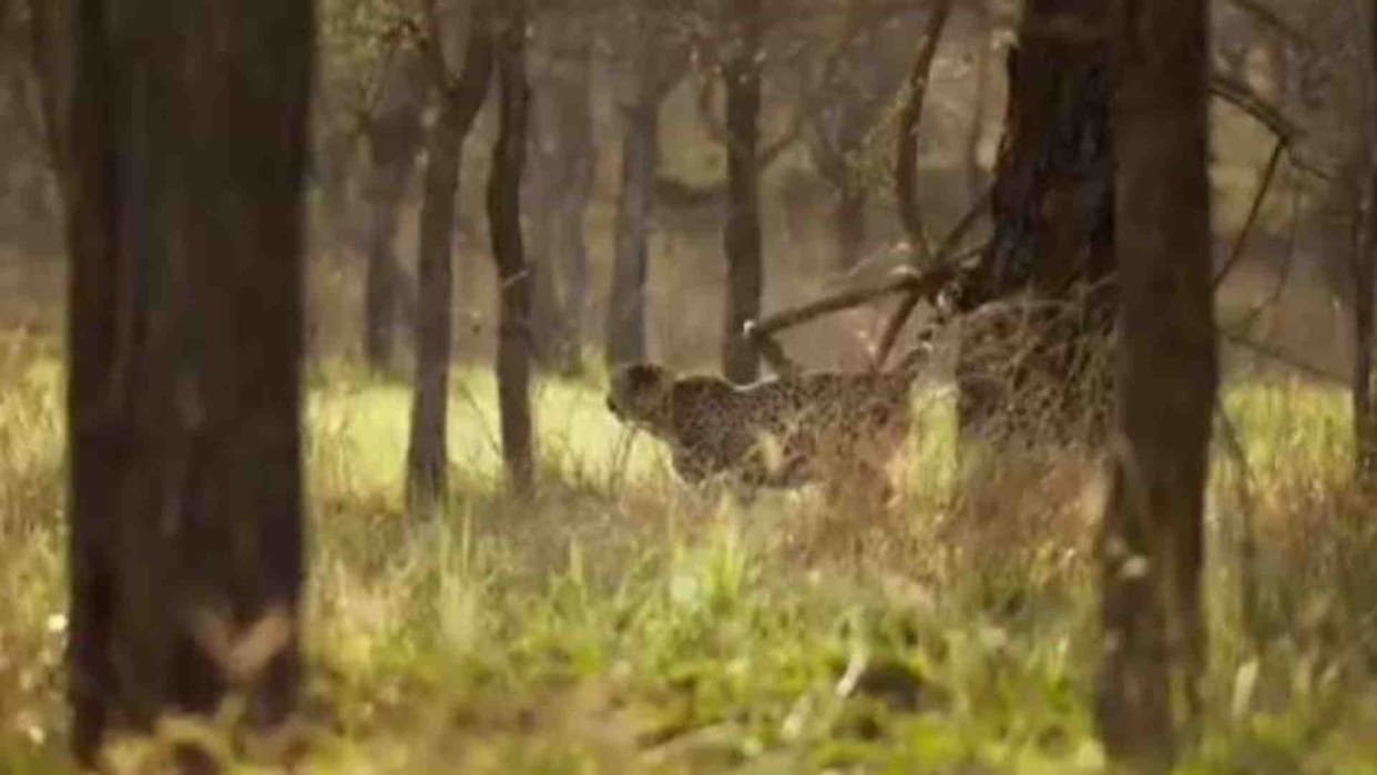 Sheopur News: Veera, a female cheetah from Africa, came out of Kuno National Park.