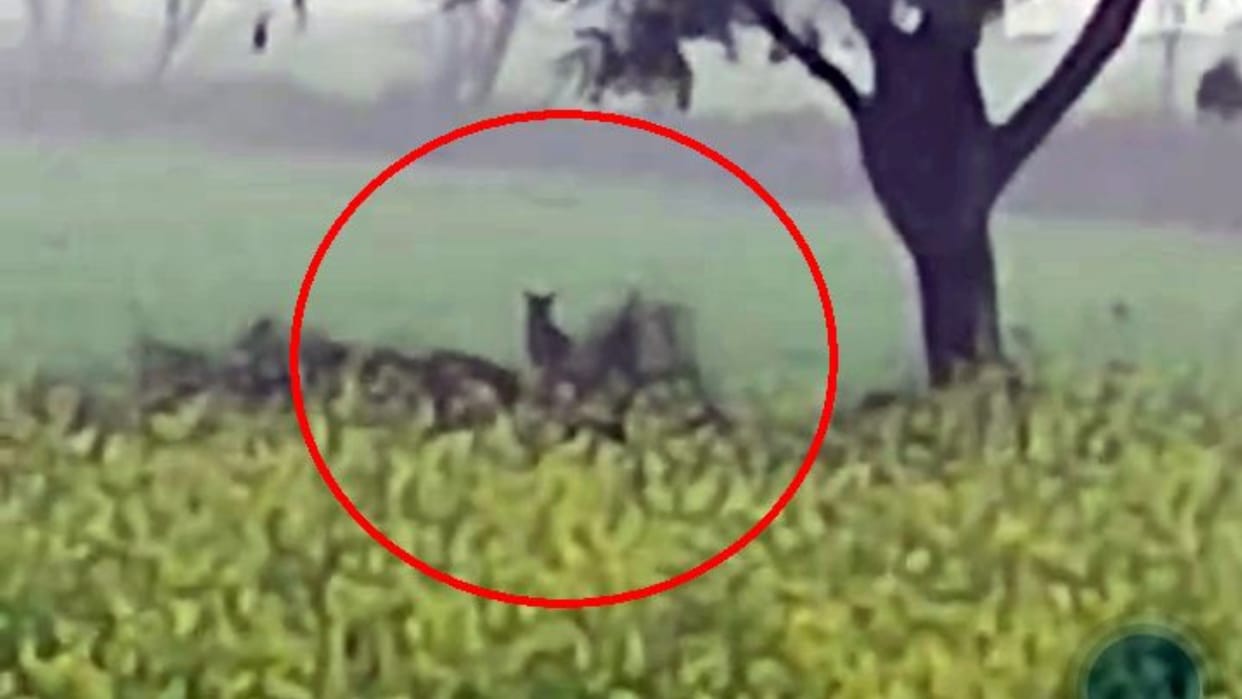 Haryana: Now wild animal seen in fields in Sonipat, fear of leopard