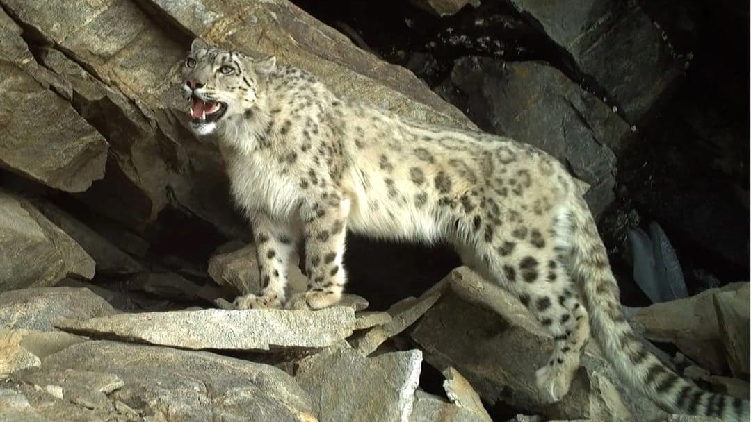 National Census Reveals Highest Snow Leopard Count in Ladakh and lowest in jammu kashmir