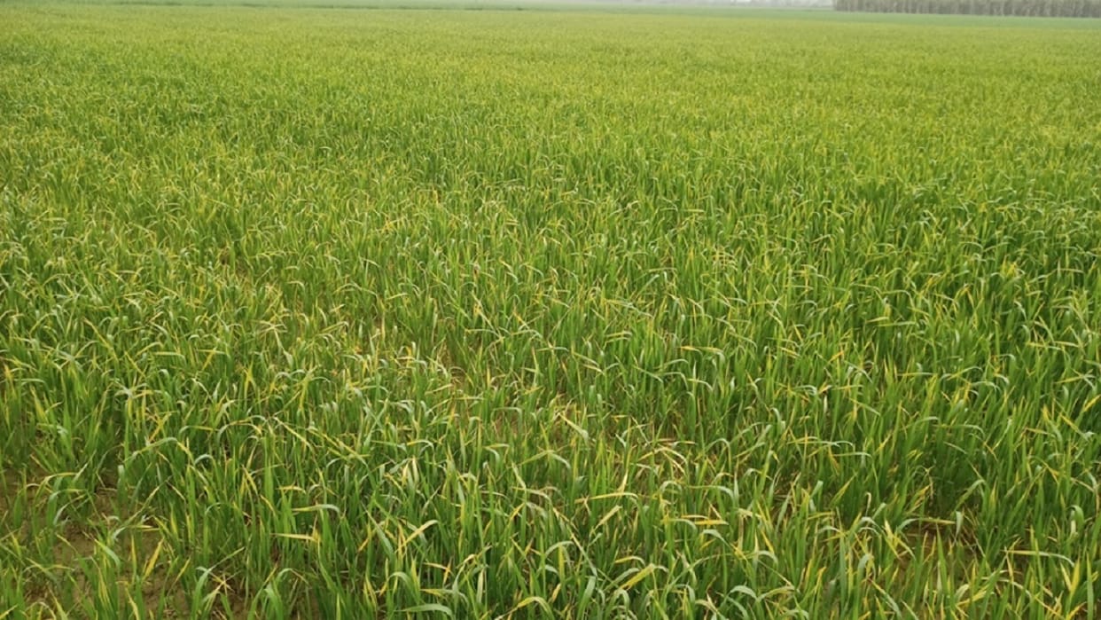 Yellowing increased in wheat in Haryana, Plants could not get nutrients due to lack of sunlight