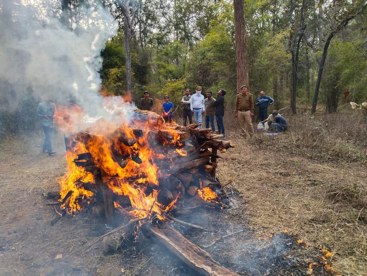 Tiger Dead: A male cub died again in Bandhavgarh tiger area, other tiger's footprints were found at the scene