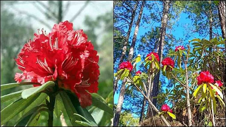 Uttarakhand News: Buransh Flower Bloomed Before Time In Uttarakhand 