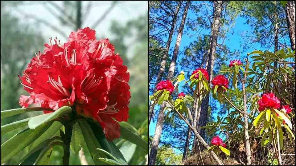 Uttarakhand News: buransh flower bloomed before time in uttarakhand