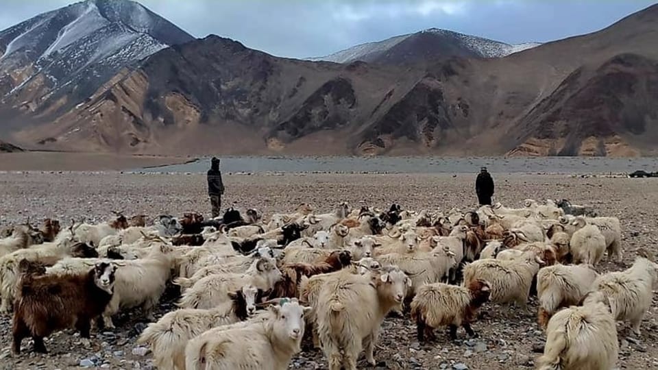 Ladakh shepherds seen arguing with china soldiers over grazing rights near LAC