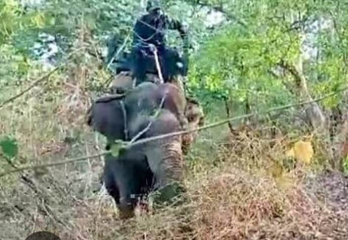 Damoh: Tiger came to Rani Durgavati Tiger Reserve, confirmed after hunting bull