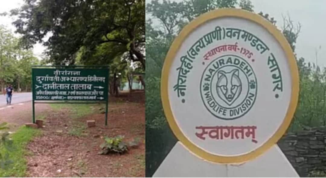 Damoh: Tiger came to Rani Durgavati Tiger Reserve, confirmed after hunting bull