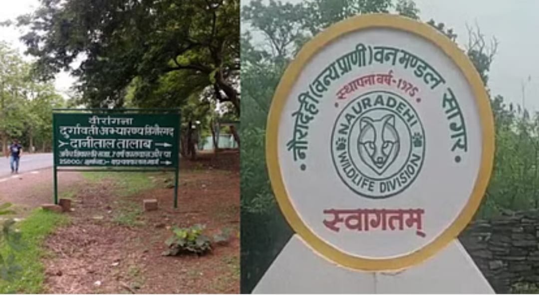 Damoh: Tiger came to Rani Durgavati Tiger Reserve, confirmed after hunting bull