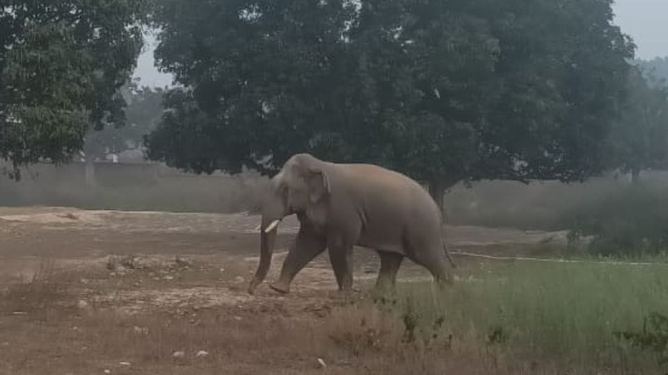 group of elephants crushed an elderly man in Surajpur