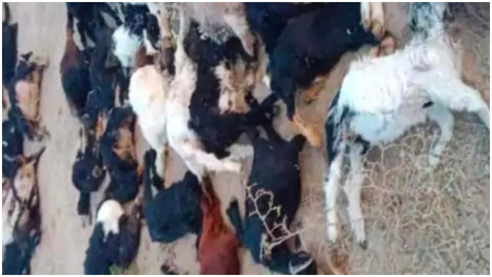 Dogs attack goat kids in Jaisalmer 87 lambs die