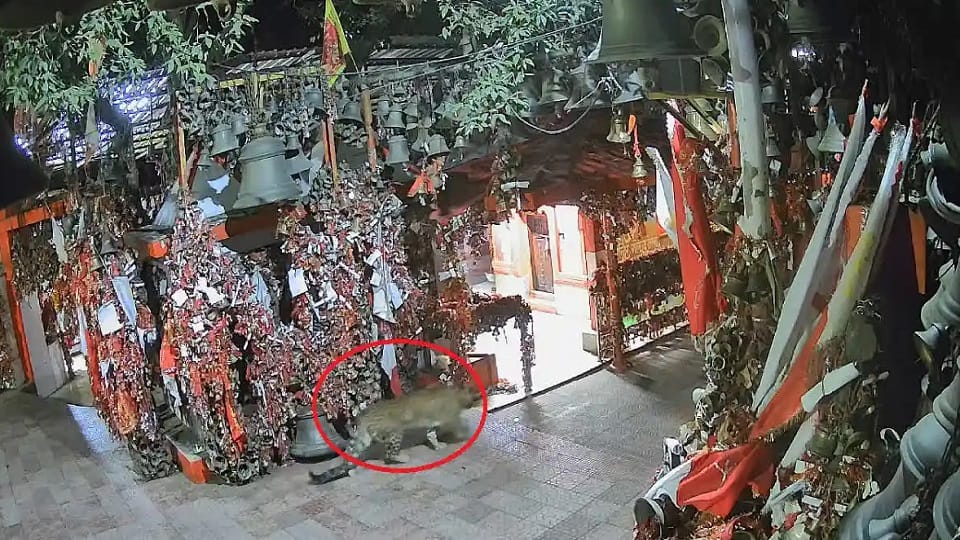 Uttarakhand News: Guldar seen roaming in Golju Devta Temple nainital
