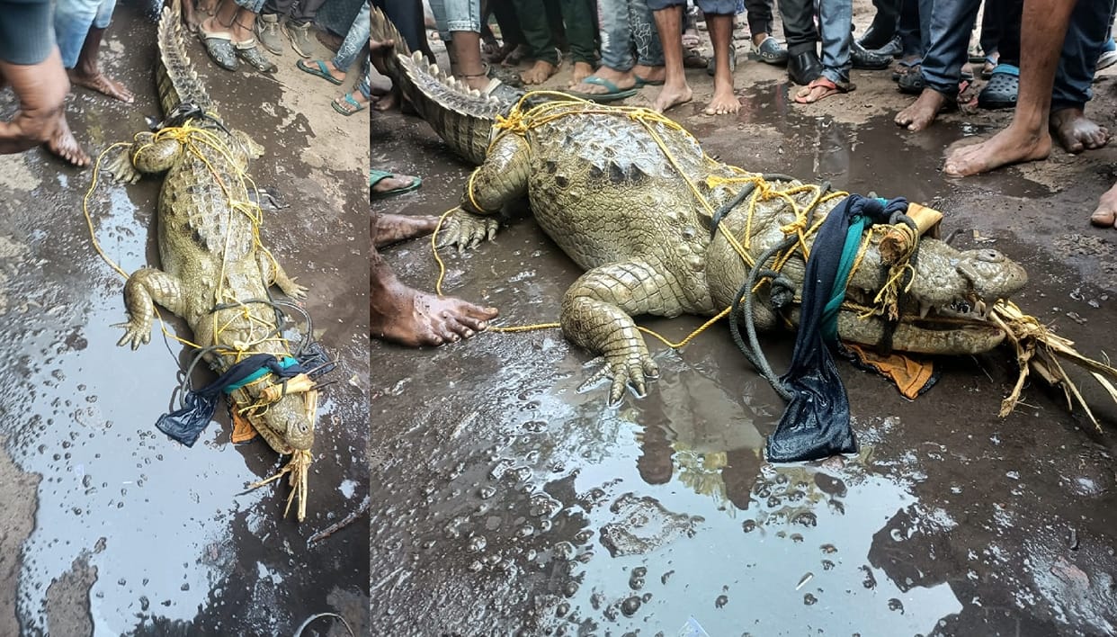 Local people caught crocodile from Ganga, panic spread from Atal to Bhairoghat