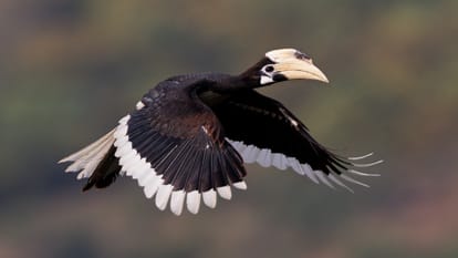 There is a confluence of some amazing birds in Prayagraj, bird walks will be organized soon.